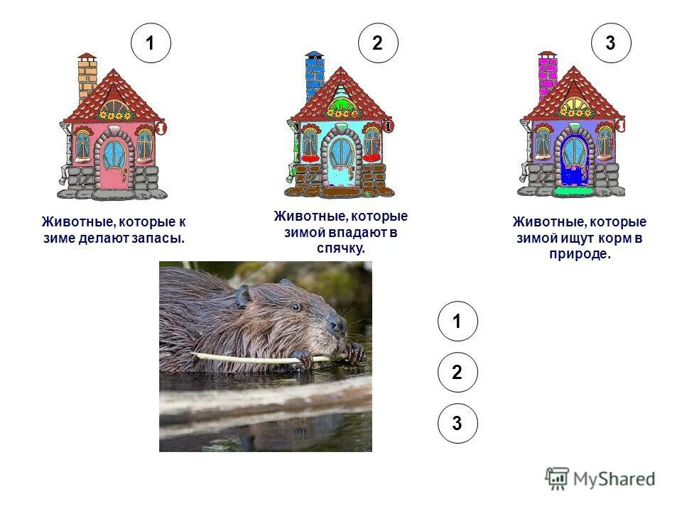Животные делают запасы на зиму. Картинки какие животные делают запасы на зиму. Животные которые не делают запасы на зиму. Звери запасаются на зиму. Какие животные делают запасы на зиму.