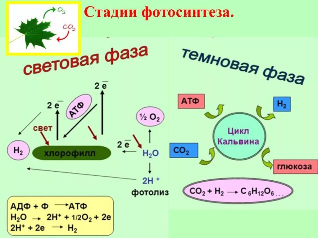 Атф расходуется в световую фазу