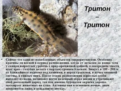 Тритон класс животных