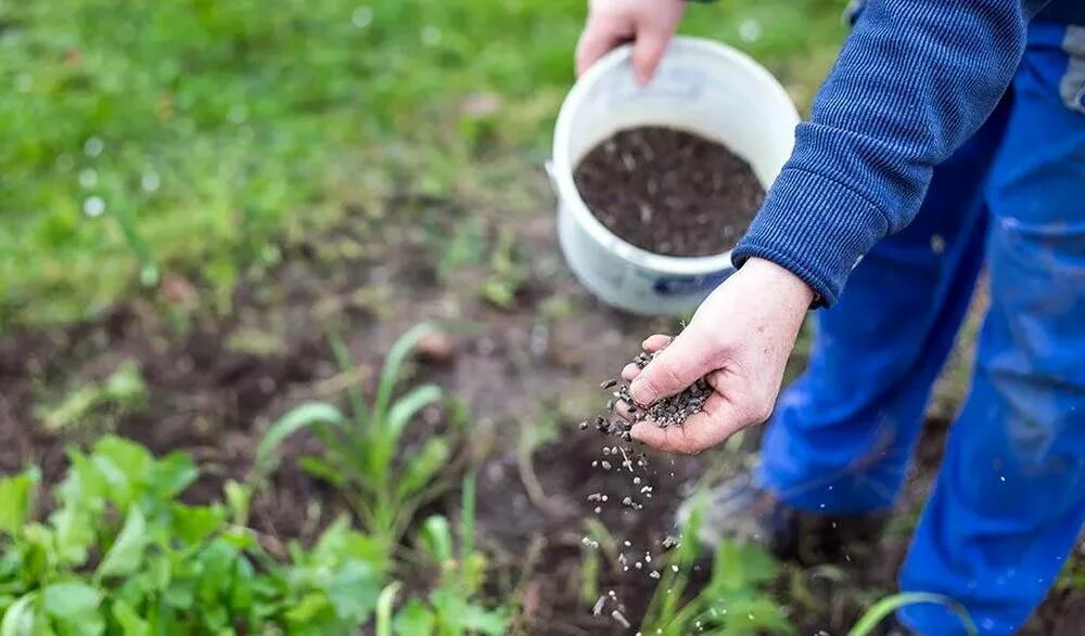 Можно вносить перед посадкой. Удобрение почвы. Удобрения для растений. Внесение удобрений в почву. Подкармливают растение.