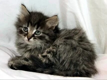 Сибирский котенок в добрые