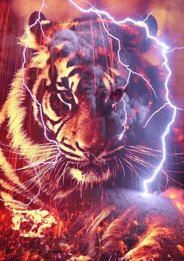 Как выглядит красный тигр The Red Tiger YouTube