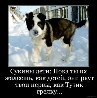 Неблагодарные сукины дети
