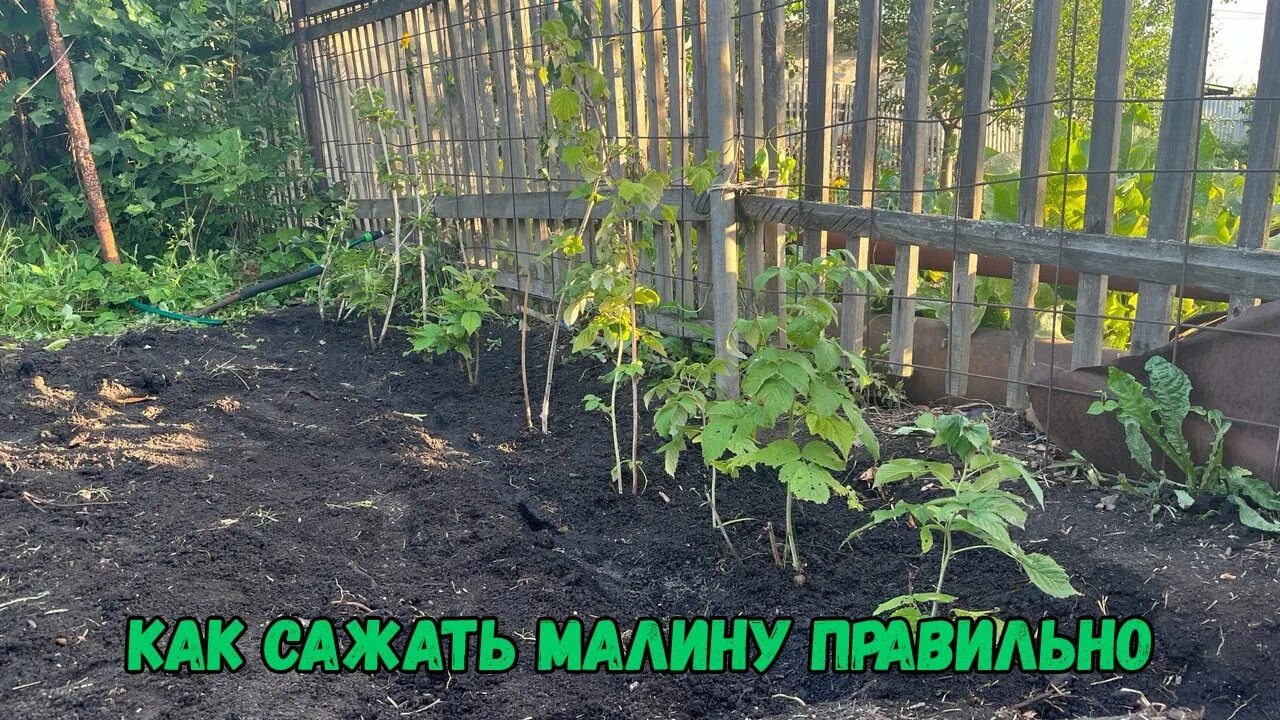 Малинник на даче. Как правильно посадить малину. Посадка малины рядами.