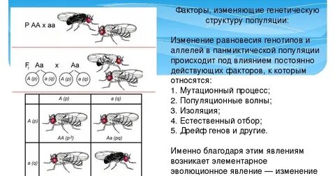 Изменение частот генов популяции