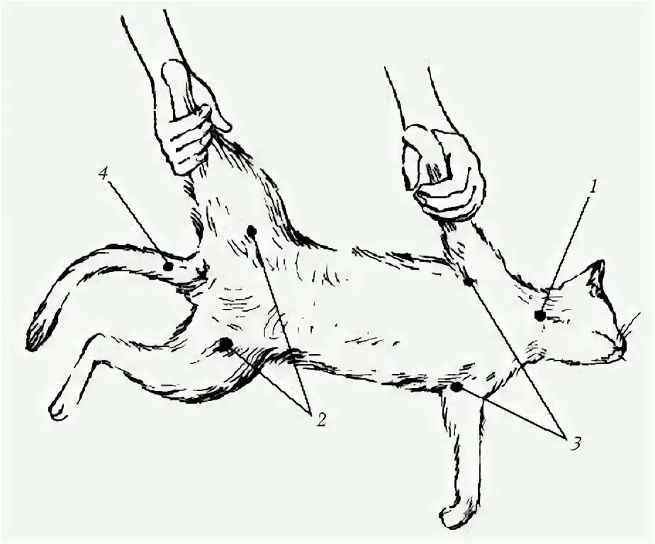 Сердцебиение у котят