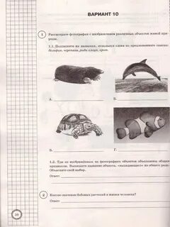 Впр биология линейная