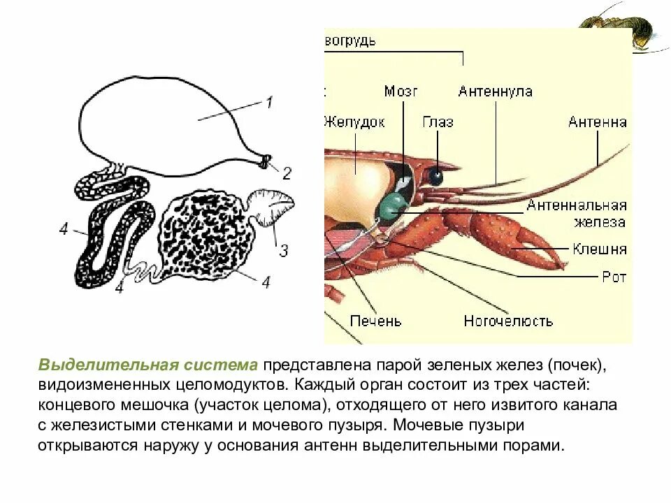 Зеленая железа у ракообразных к какой системе. Органы выделения ракообразных 7 класс. Ракообразн выделительная система. Мочевой пузырь ракообразных. Выделительная система ракообразных 7.