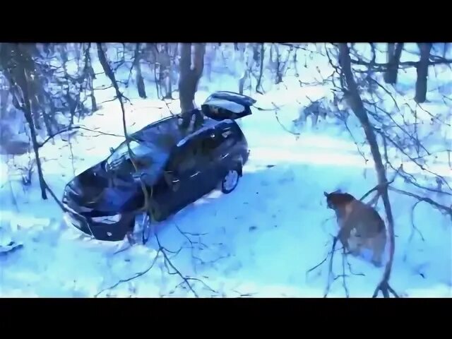 Медведь напал на рыбака на снегоходе. Медведь украл Мицубиси. Нападение медведя на рыбаков. Загоняли медведя на снегоходах последствия.