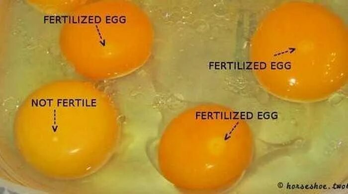Как оплодотворяют яйца куры. Оплодотворенное куриное яйцо. Оплодотворенное яйцо курицы. Желток оплодотворённого яйца. Неоплодотворенные куриные яйца.