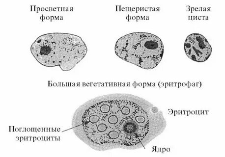Просветная форма дизентерийной амебы