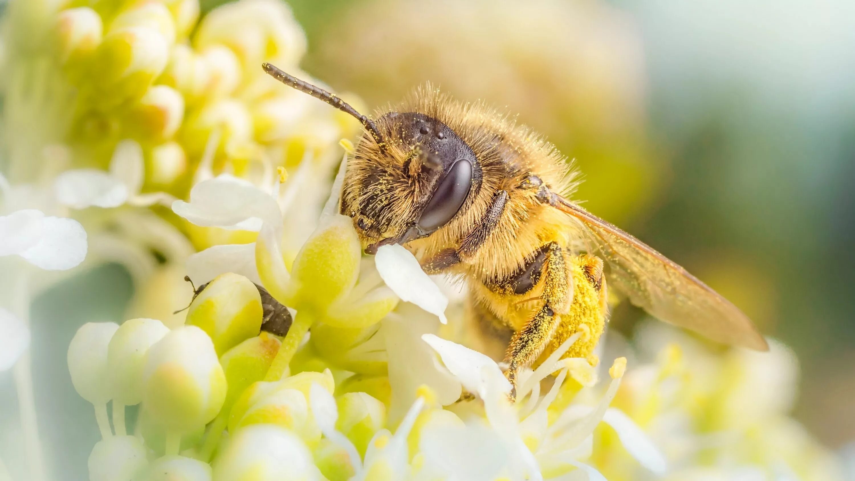 Пчела собирает нектар с цветов. Пчелиная пыльца (bee pollen). Пчелы. Пчела на цветке. Пчела собирает нектар с цветов.