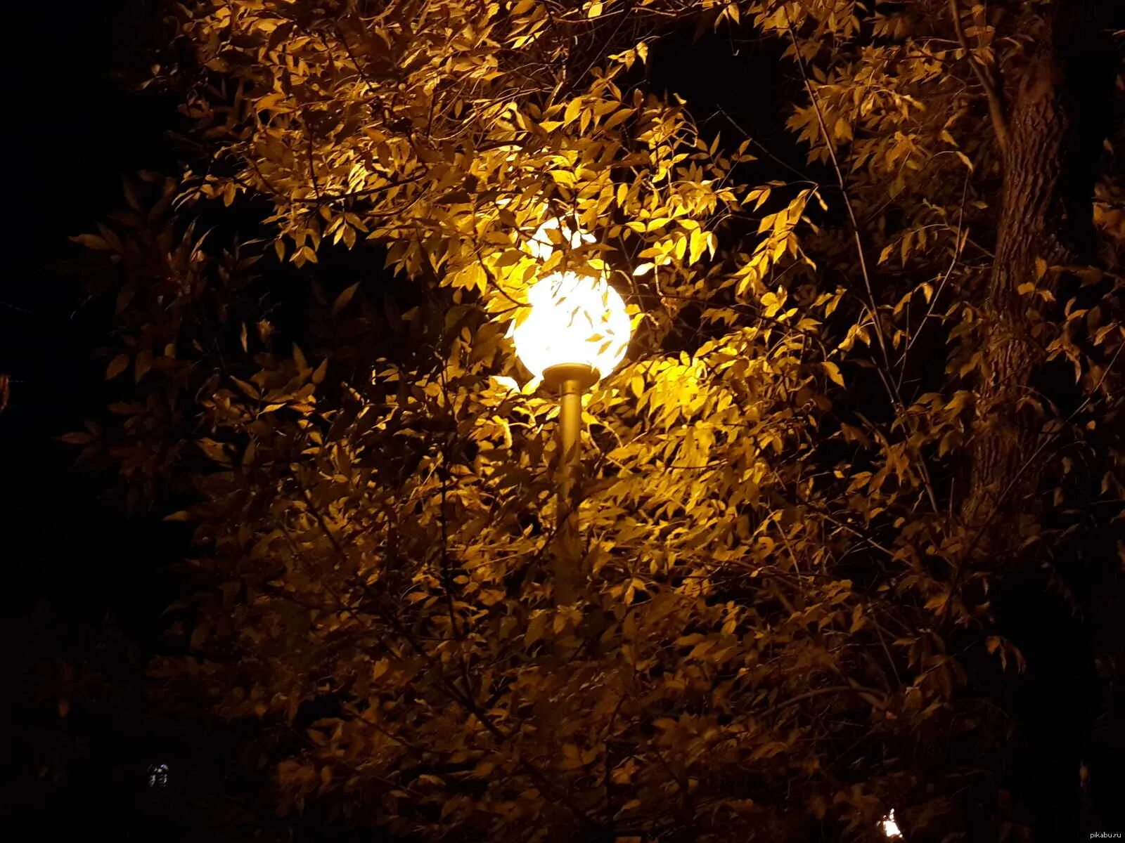 Ночью по листьям стучал беспрерывно. Фонарь в листве. Фонарь ночью. Осенние листья и фонарь. Желтый фонарь.