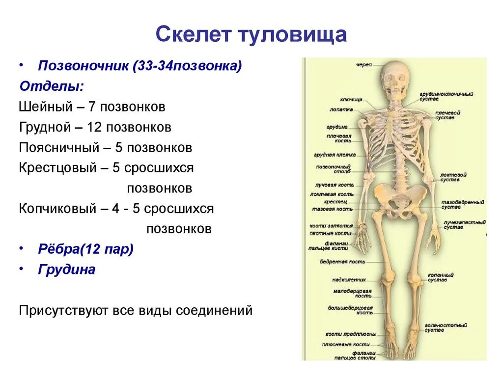 Кости составляющие скелет туловища. Анатомия опорно двигательная система скелет. Функции костей скелета туловища. Скелет туловища человека анатомия.