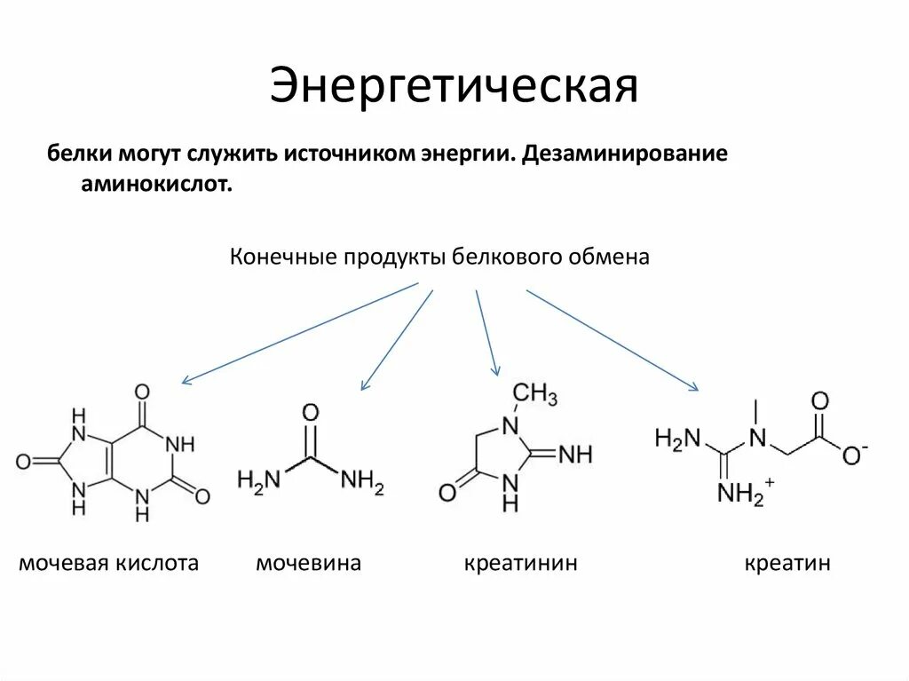 Энергетическая белка. Конечные продукты белкового обмена. Энергетическая функция белков характеристика. Источники и конечные продукты обмена белков. Энергетическая функция белков примеры.