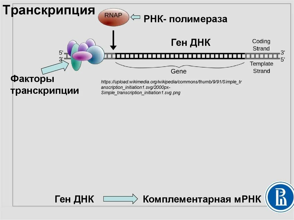 Hen транскрипция. Транскрипция ДНК транскрипционные факторы. Биосинтез белка РНК полимераза. Транскрипционные факторы эукариот. Белки факторы транскрипции.