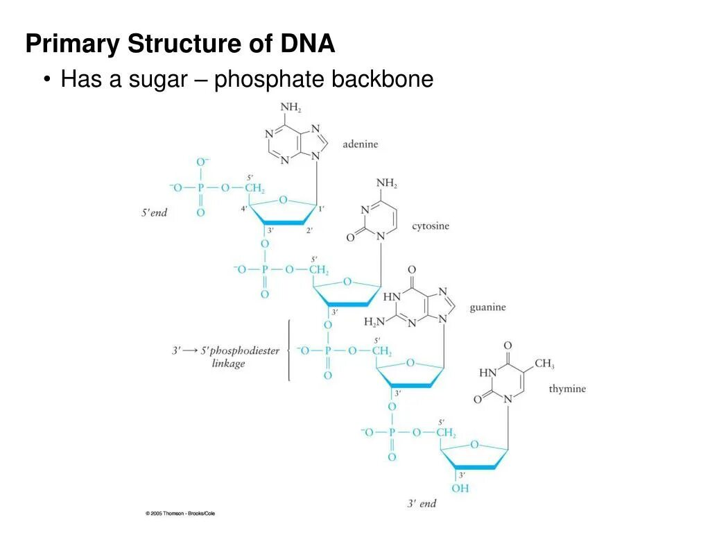 Первичная структура ДНК. Фрагмент первичной структуры ДНК. Первичная структура ДНК И РНК. Первичная структура гемоглобина.