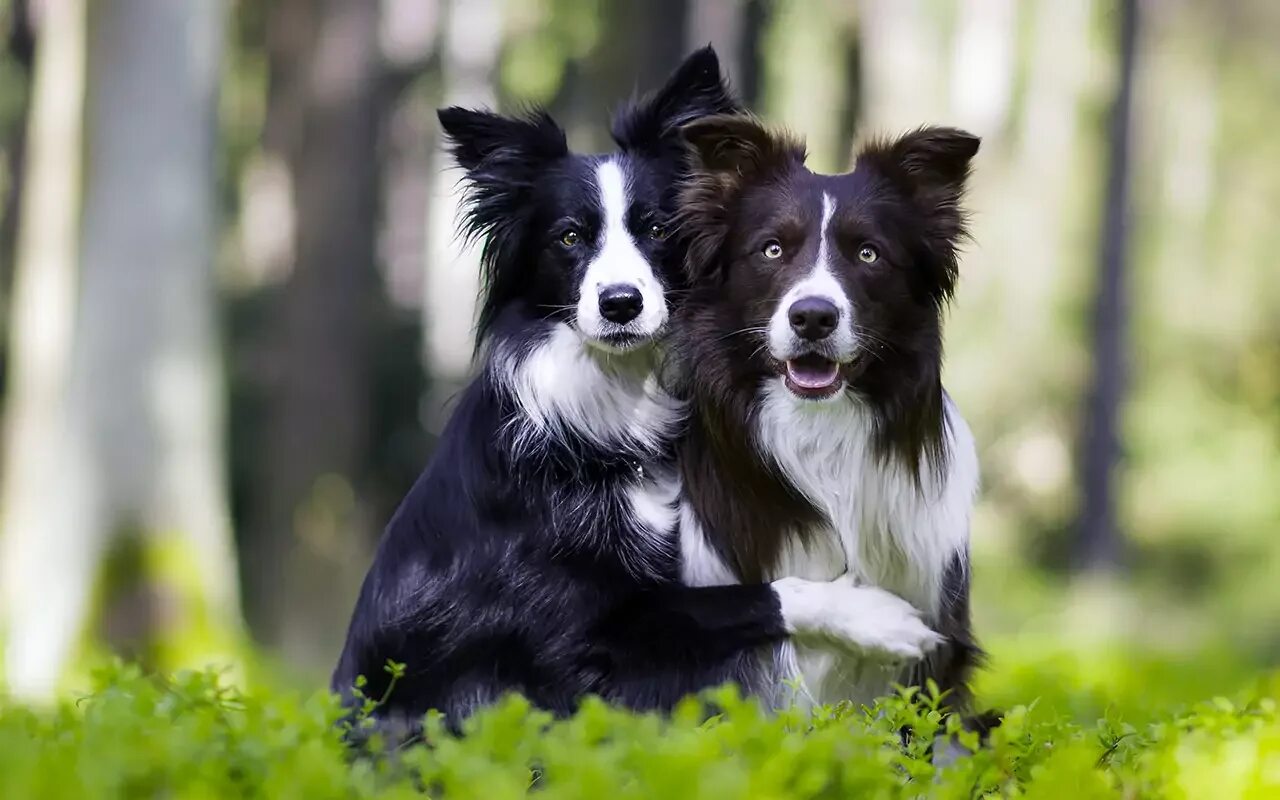 Бордер-колли. Бордер колли видео. Бордер-колли. Бордер колли щенки. Бордер колли терьер.