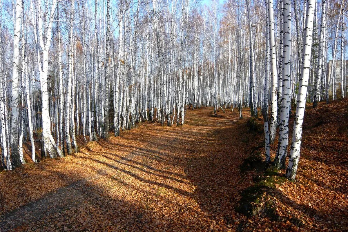 бугры ирбит. город ирбит бугры парк. парки в ирбите. бугры ирбит. природные памятники ирбита бугры.