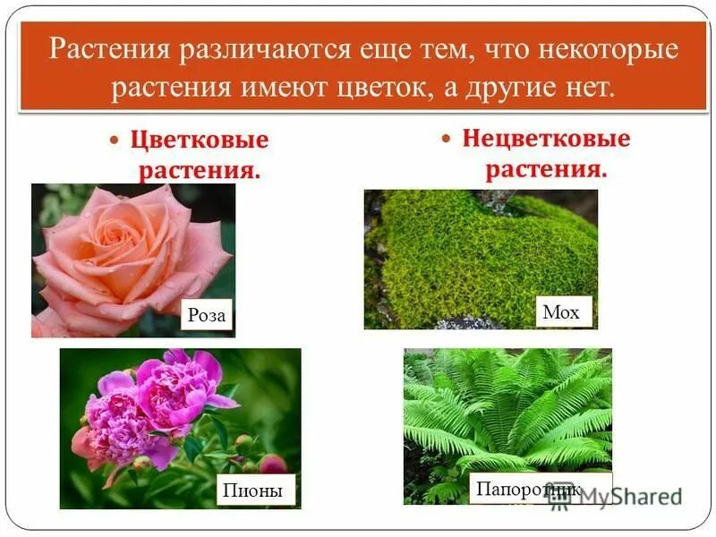 Как сохранить разнообразие растений. Разнообразие растений. Нецветковые растения. Растение различают. Царство растений цветковые и нецветковые.