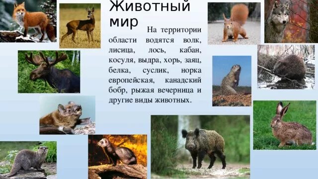 Какие животные обитают в оренбургской области. Разнообразие природы родного края животные. Рассказ о красоте животных родного края. Раскрас о животных родного края. Проект разнообразие природы.
