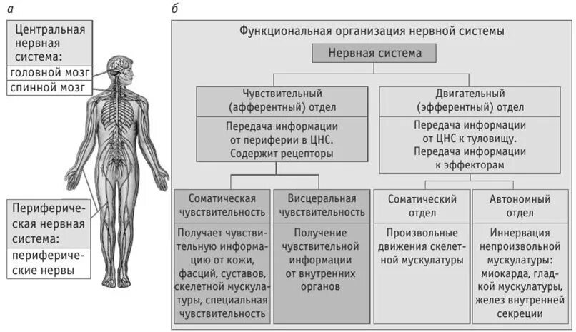 Строение и функции центрального. Отделы периферической нервной системы таблица. Нервная система человека строение органы и функции таблица. Нервная система человека строение и функции таблица. Отделы нервной системы человека и их функции.