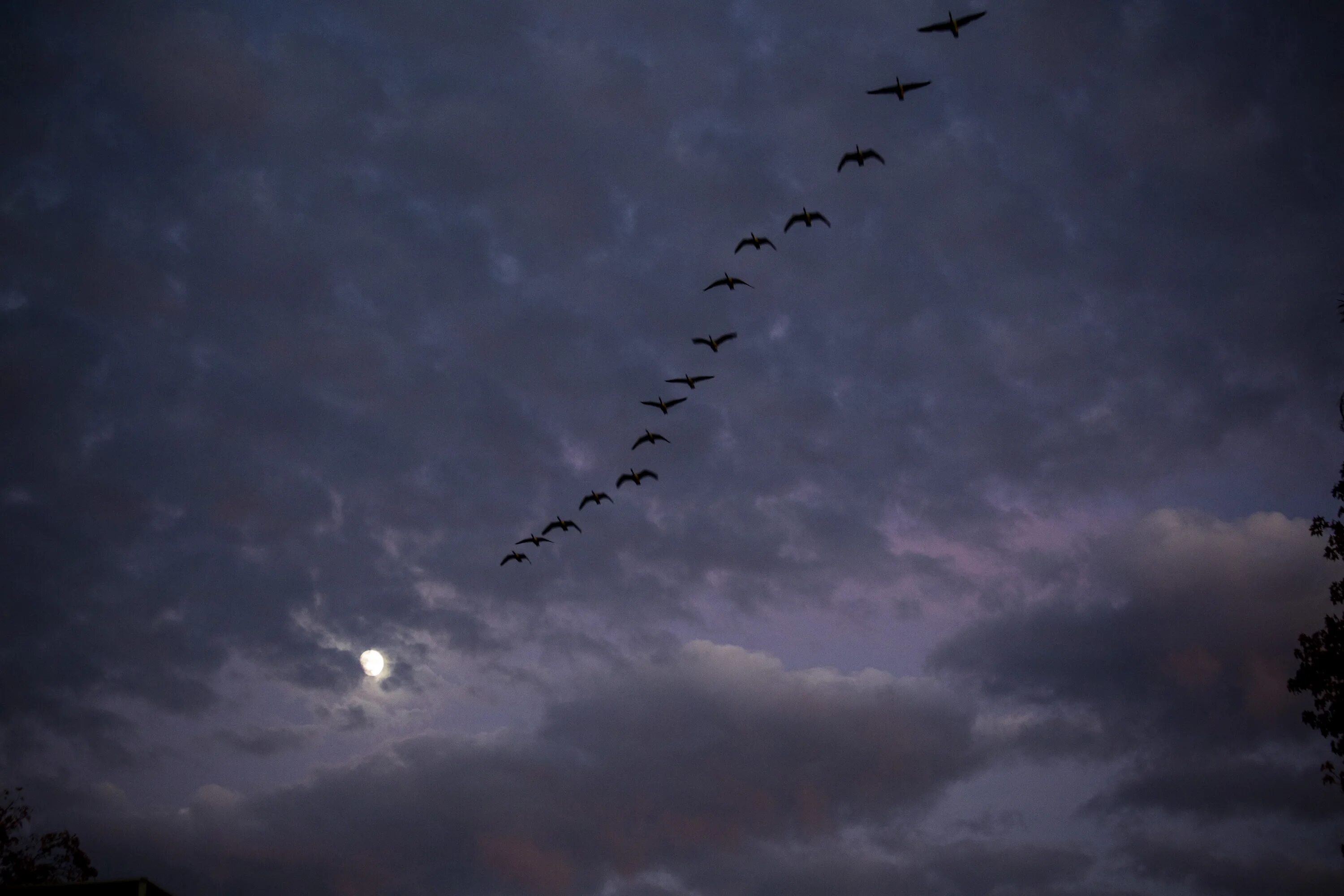 Птицы перелетают 2. Перелетные птицы в ночном небе. Чайки клином. Птицы летят далеко. Призрачные птицы в ночном небе.