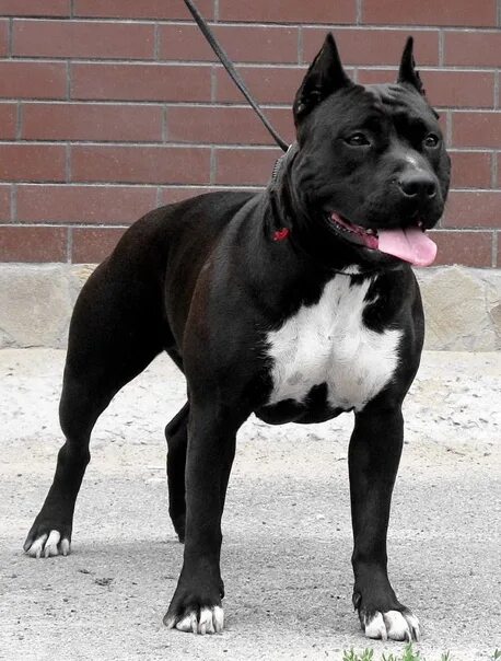 American Staffordshire Terrier American staffordshire terrier, American stafford