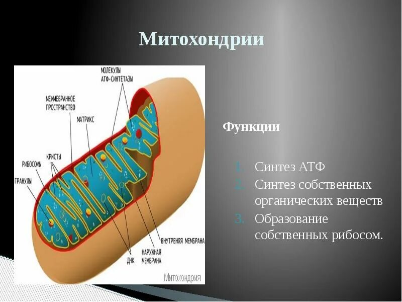 Функции митохондрии Синтез АТФ. Образование АТФ В митохондриях. Синтез АТФ В митохондрии клетки. Митохондрия Синтез АТФ ядро.