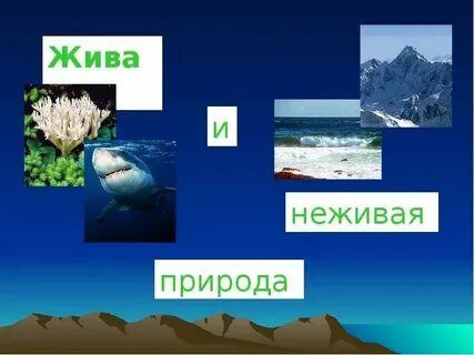 Что не живое мы едим