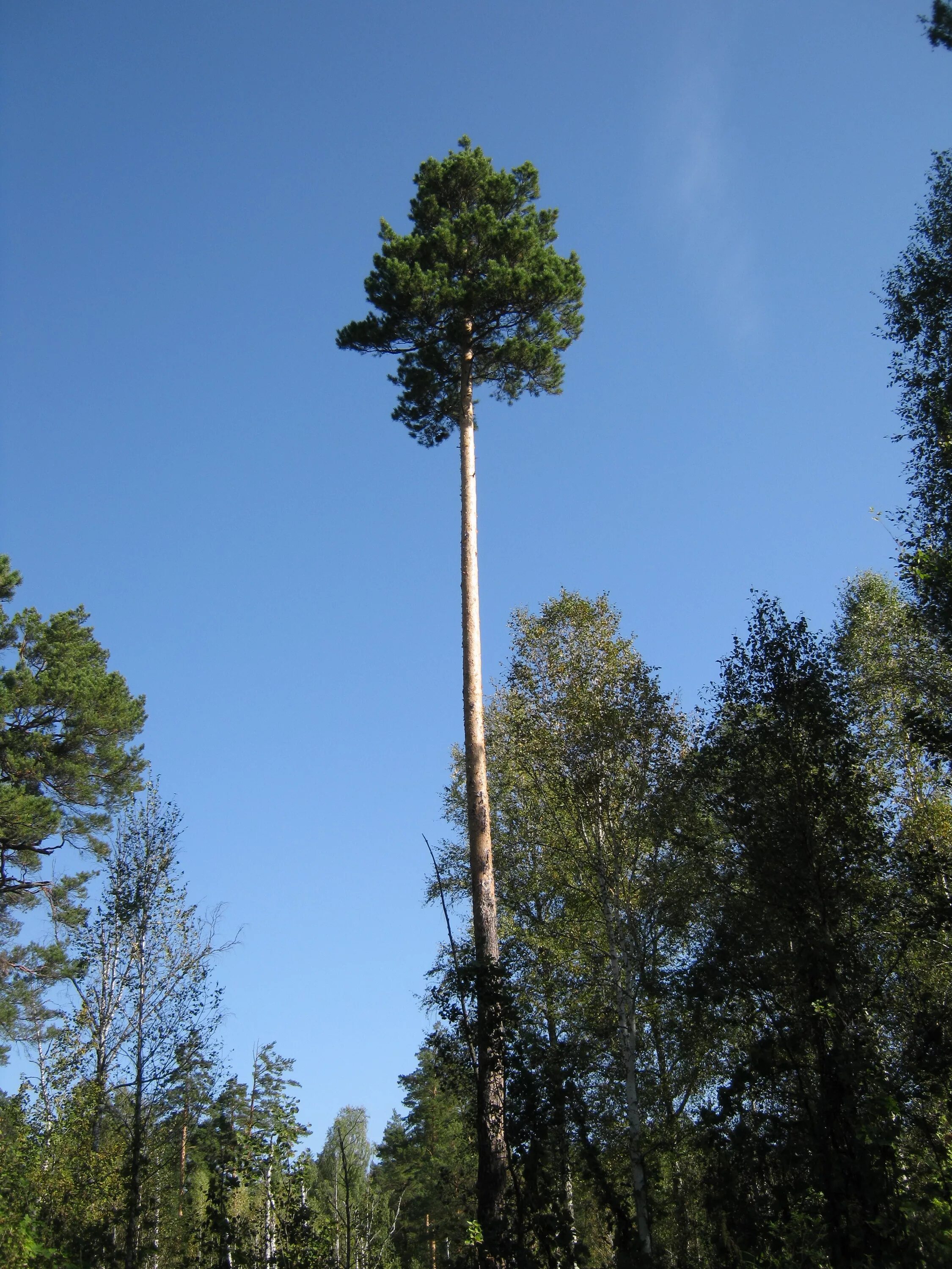Высокое хвойное. Корабельная сосна дерево. Высокая сосна Корабельная сосна. Дерево штата Миннесота - сосна красная (Pinus resinosa). Сосны с высоким стволом.