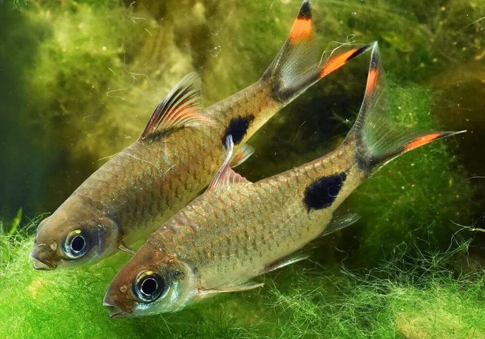 рыбка барбус суматранский. барбус махеола. барбус рыба аквариум. барбус рыба аквариум. барбус суматранский (пунтиус).
