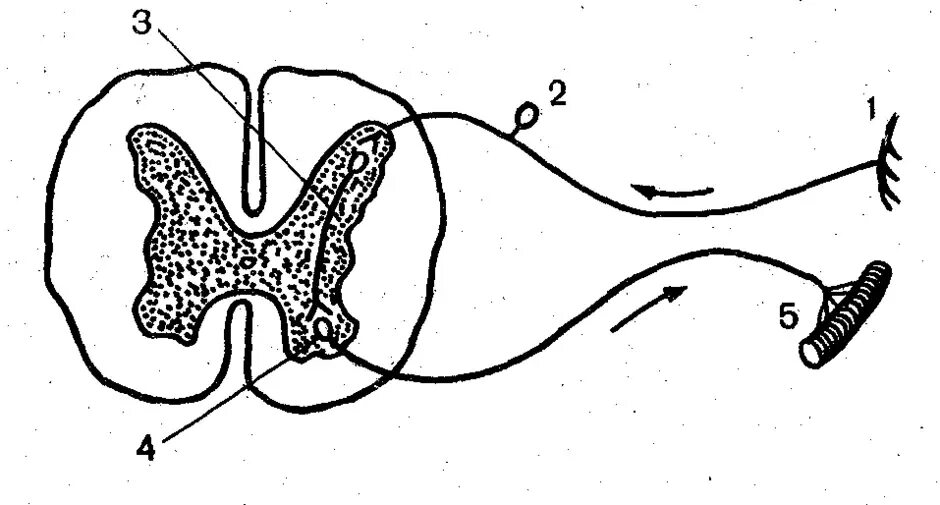 Строение рефлекторной дуги рисунок. Рефлексы трехнейронной рефлекторной дуги. Схема трехнейронной рефлекторной дуги двигательного рефлекса. Трёхнейронная соматическая рефлекторная дуга. Рефлекторная дуга безусловного рефлекса рисунок.