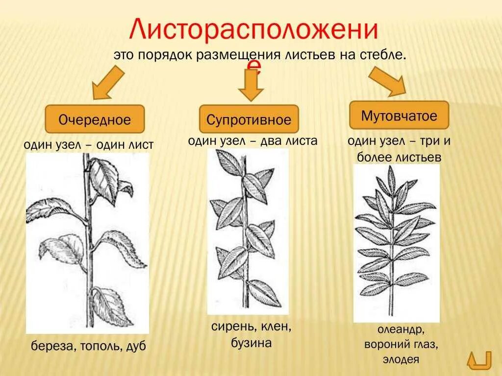 Нарисуйте как расположатся листочки
