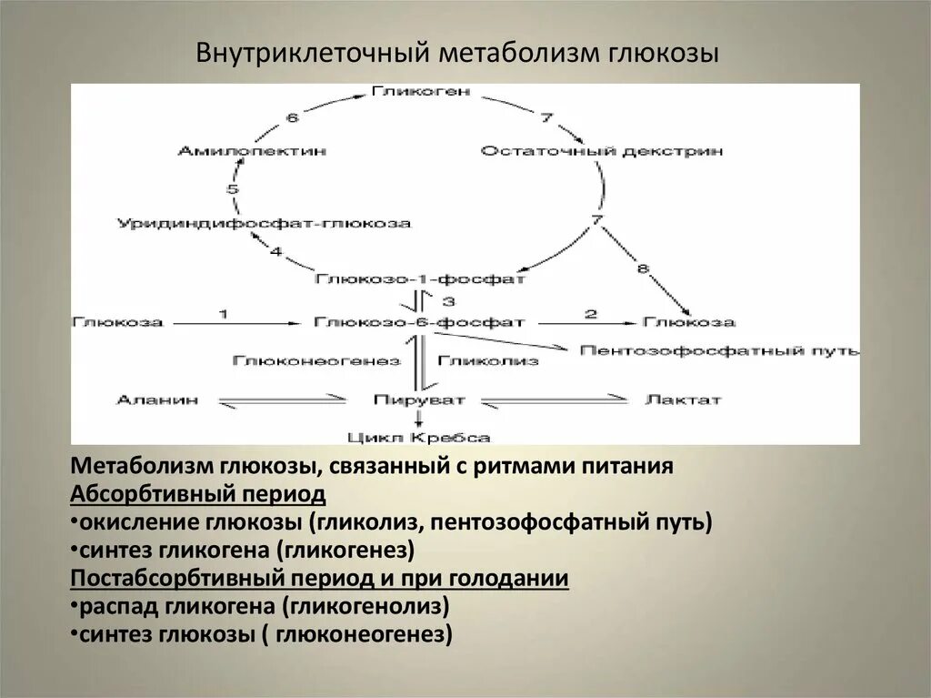 Внутриклеточный метаболизм Глюкозы схема. Периоды метаболизма абсорбтивный, постабсорбтивный, голодание. Метаболизм углеводов в абсорбтивный период. Внутриклеточный метаболизм Глюкозы.