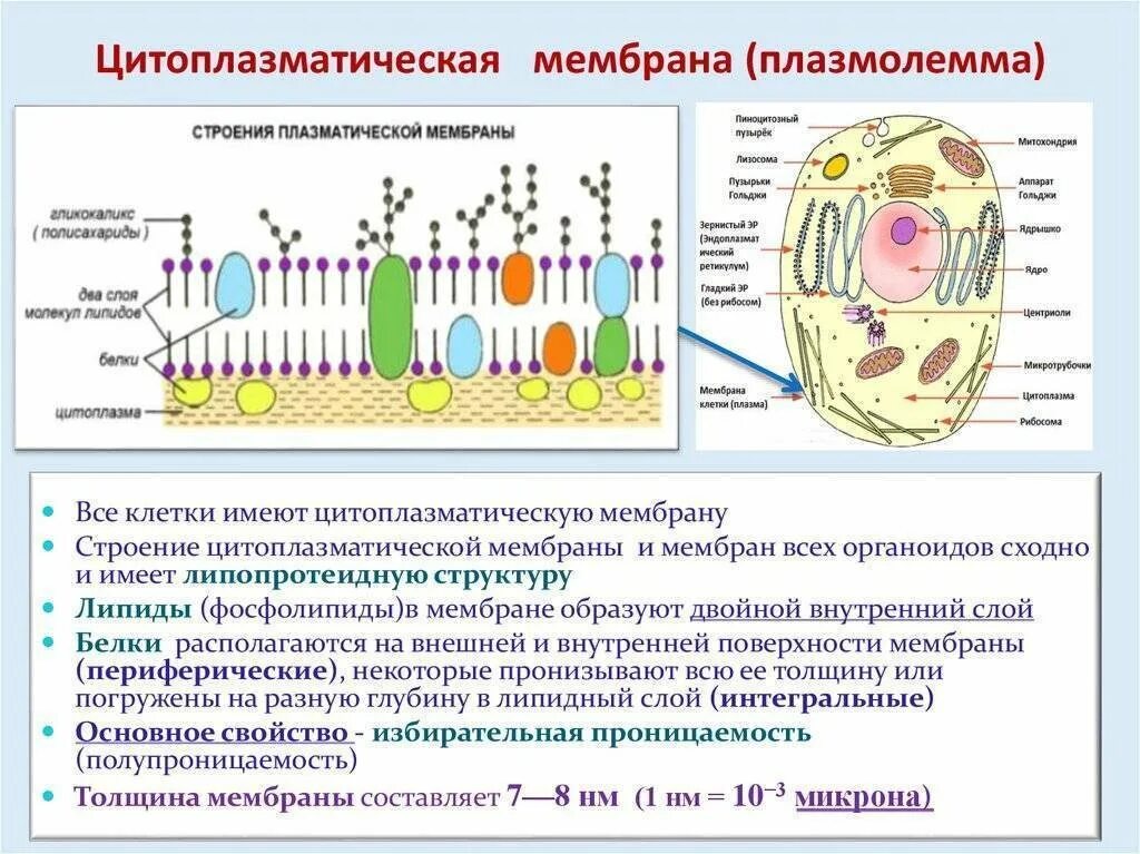 Цитолемма это. Оболочки цитолеммы мембрана. Цитоплазматическая мембрана строение и функции. Строение цитоплазматической мембраны эукариотической клетки. Плазмолемма строение и функции.