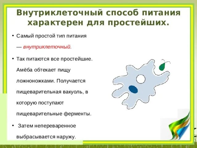 Способы питания простейших. Какой Тип питания характерен. Ложноножки характерны для:. Какой Тип питания характерен для амёбы обыкновенной.