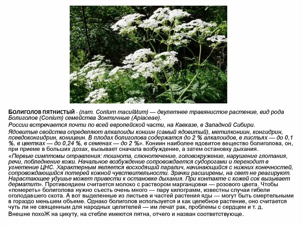 Болиголов отзывы врачей. Болиголов пятнистый зонтичные. Болиголов пятнистый ожоги. Болиголов пятнистый цикута. Болиголов пятнистый ядовитые растения.