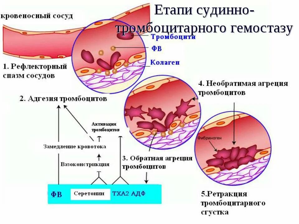 Схема сосудисто-тромбоцитарного гемостаза. Механизмы тромбообразования сосудисто тромбоцитарный гемостаз. Фазы сосудисто-тромбоцитарного гемостаза. Тромбоцитарный гемостаз схема. Тромбоциты и тромбы