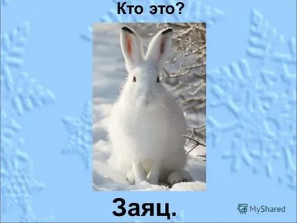 Кто же заяц