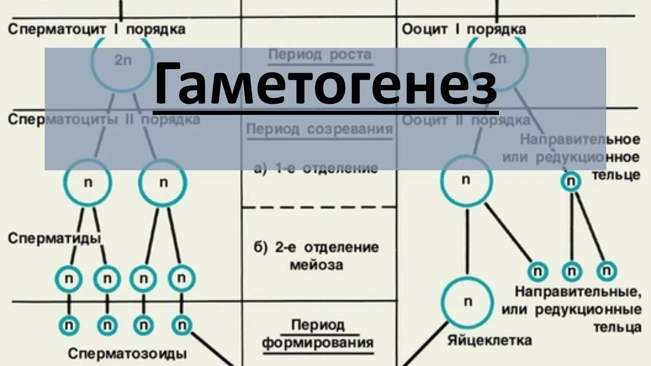 Б образуются направительные клетки. Гаметогенез студариум. Направительные клетки в овогенезе. Гаметогенез 10 класс биология. Период роста гаметогенеза.