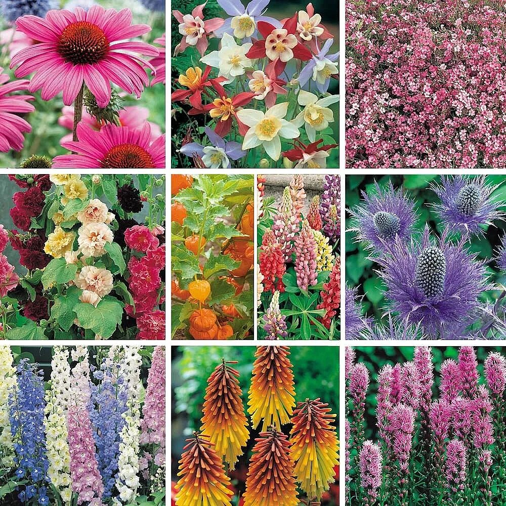 каталог садовых цветов многолетников. рудбекия блестящая. каталог садовых цветов многолетников. цветы однолетники двулетники многолетники. примула орхидная виаля.