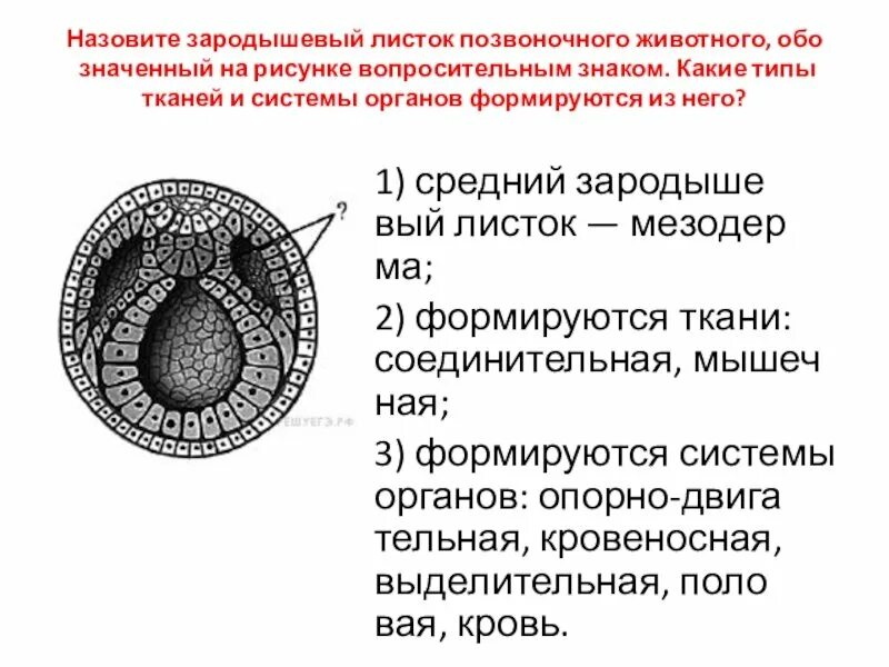 Эктодерма у позвоночных животных. Зародышевый листок позвоночного животного. Зародовошый листок плзвоносного дивотного. Зародышевые листки Рохлов. Зародышевый листок зародыша позвоночного животного.