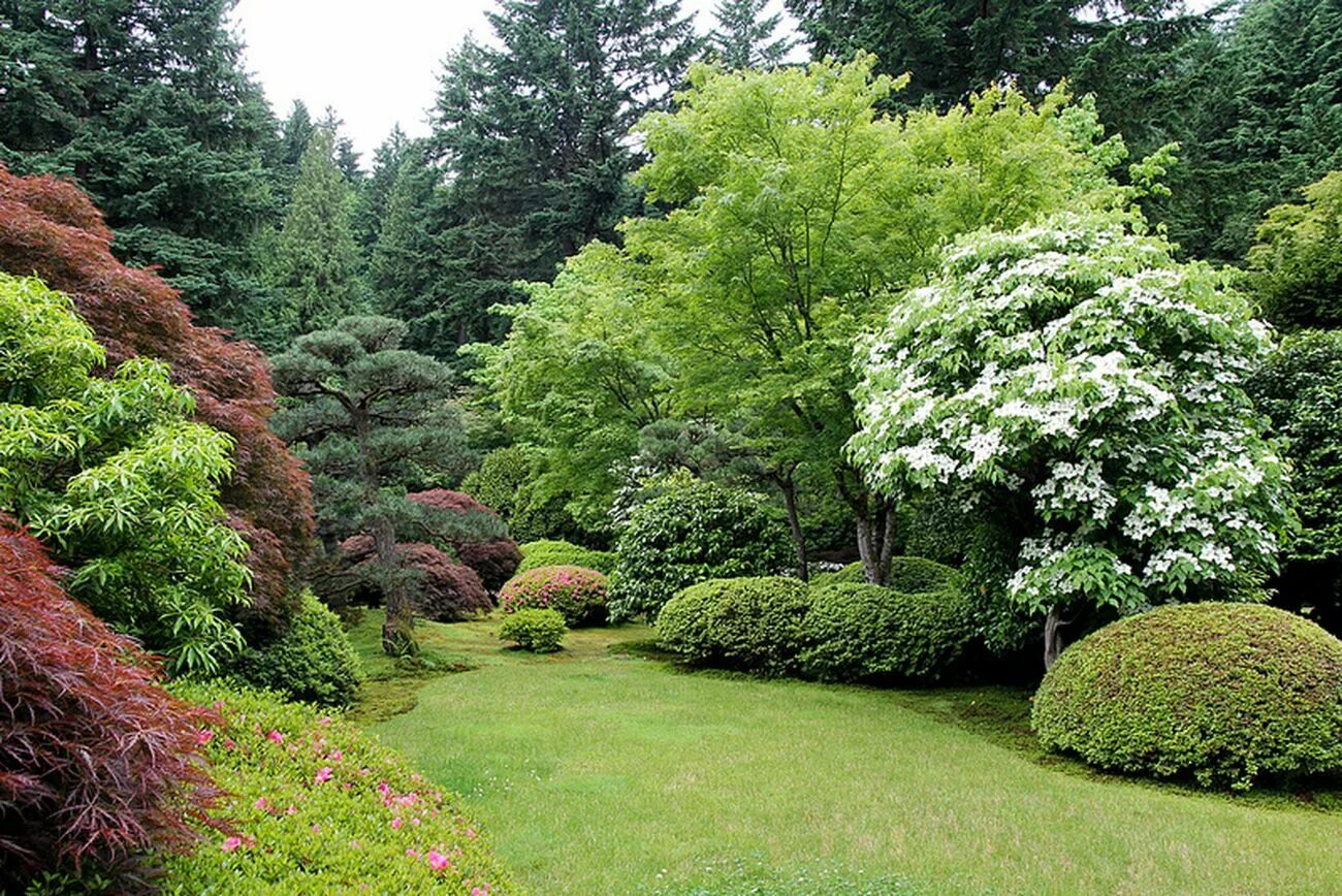 Красивое небольшое дерево. Миксбордер с кленом Гиннала. Японский сад клен хвойники. Японский клен кустарник. Ирга ниваки.
