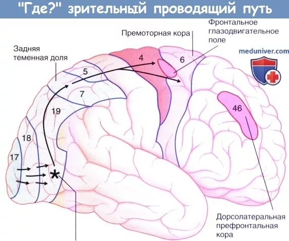 Первичные поля мозга. Соматосенсорная зона коры. Корковая зона кожной и мышечной чувствительности. Зрительная зона располагается в доле.