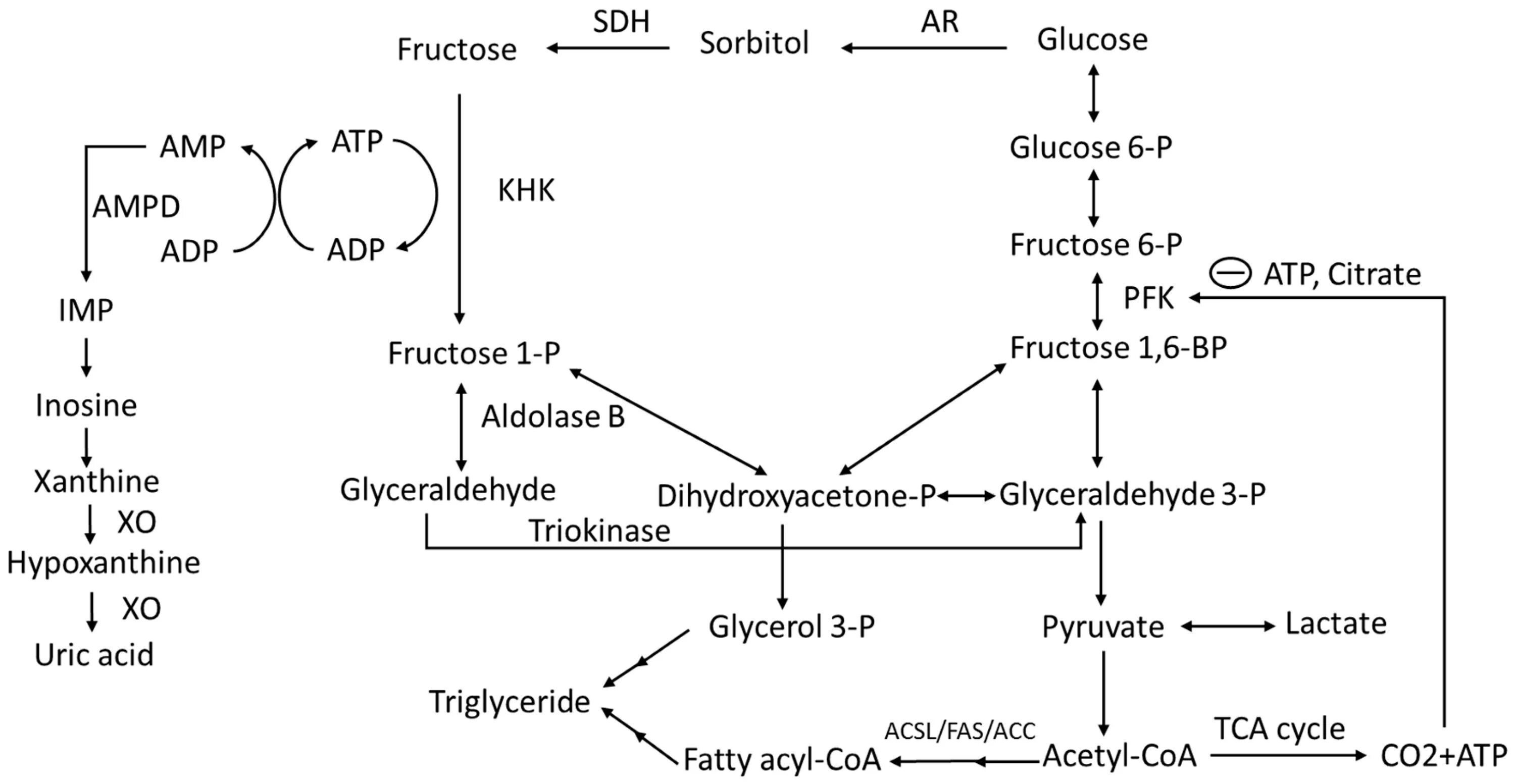 Fructose metabolism. Фруктоза ацетил. Сорбитол во фруктозу. Сорбит дегидрогеназы. Фруктоза в природе