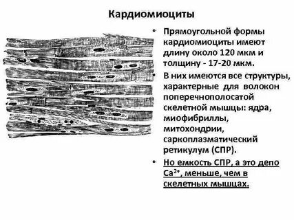 Кардиомиоциты образуют