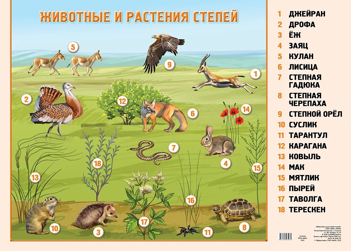 Типичные растения и животные степи. Растения и животные степи. обитатели степи растения. степная растительность животные. животные степной зоны.