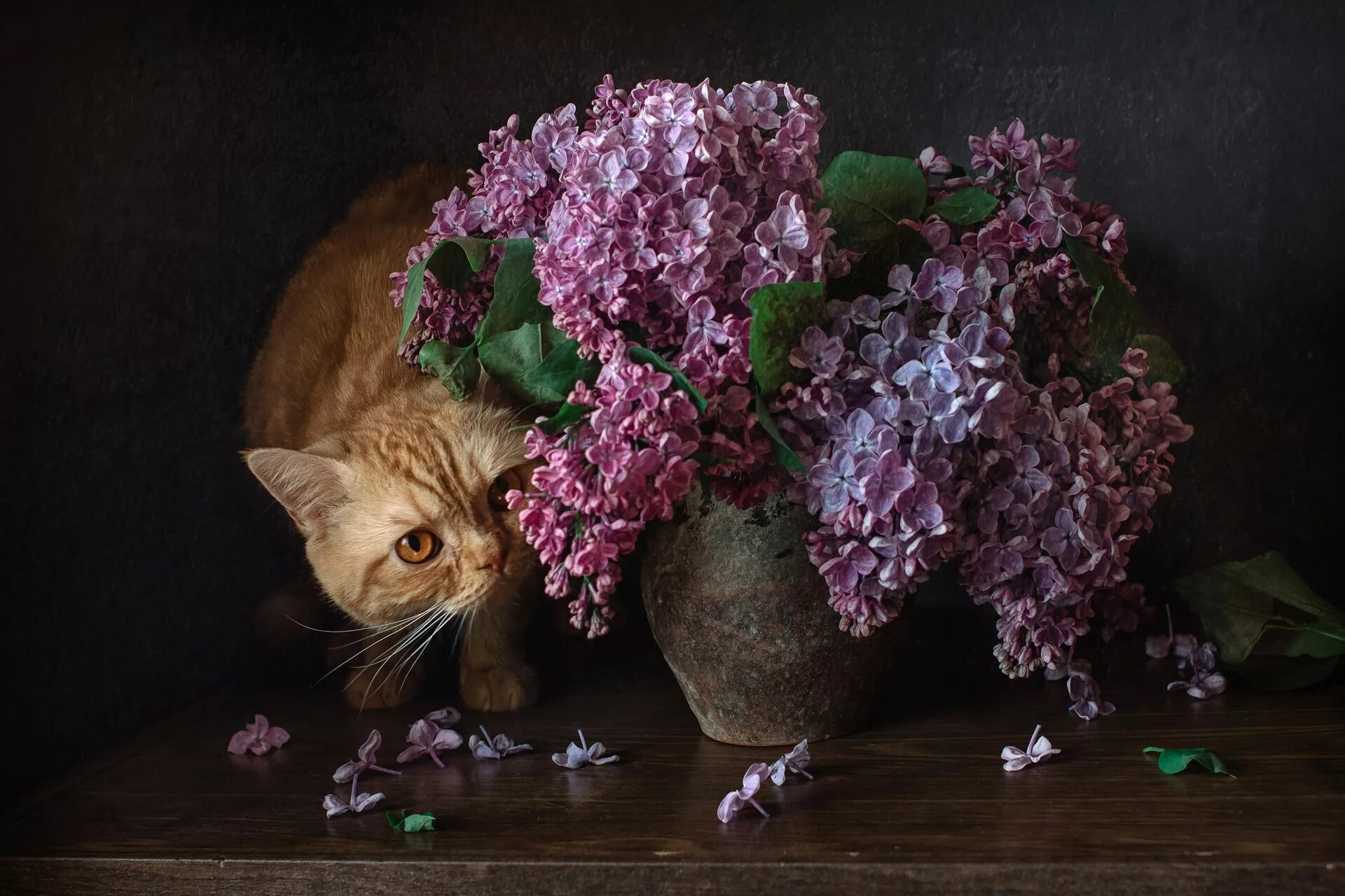 Кошки сиренью. Натюрморт с котом. Натюрморт с кошкой. Кошки и цветы. Котенок в цветах.