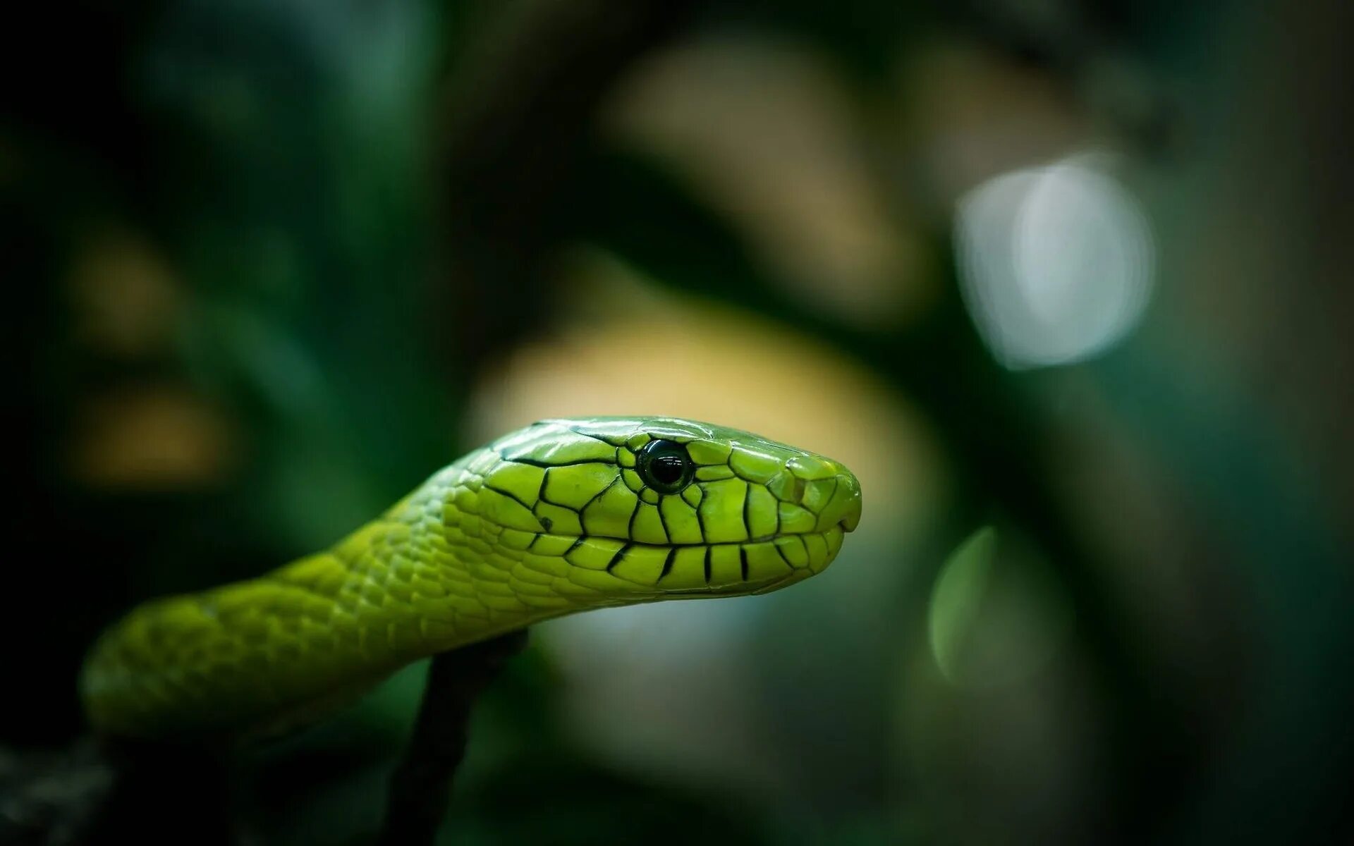 Скачай красивая кобра. Королевская Кобра зеленая. Тайпан змея. Бойга Бландинга. Зеленая бойга змея.